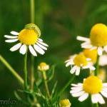 Chamomile, French Roses and..